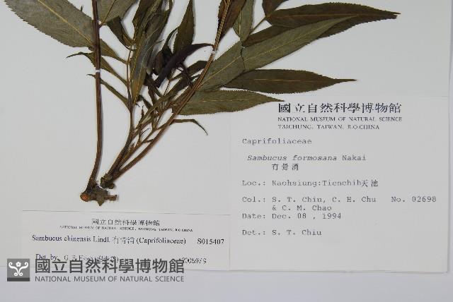 冇骨消藏品圖，第2張