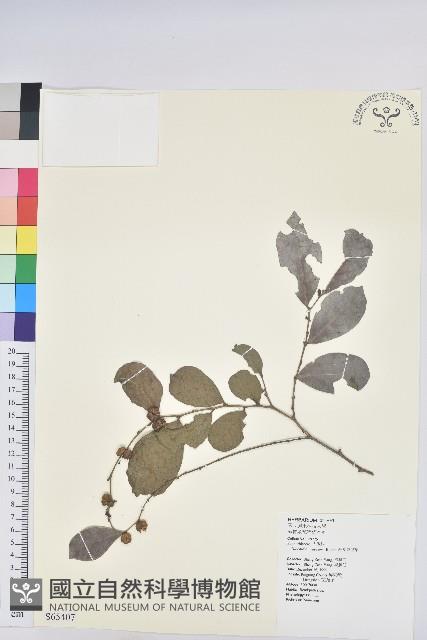 細葉饅頭果藏品圖，第1張