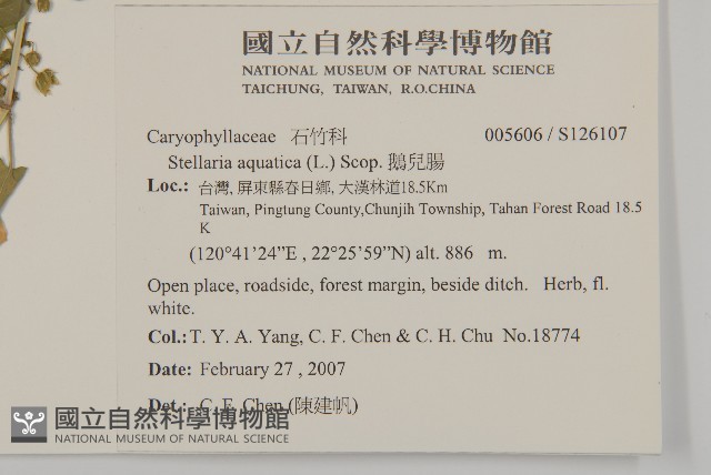 鵝兒腸藏品圖，第2張
