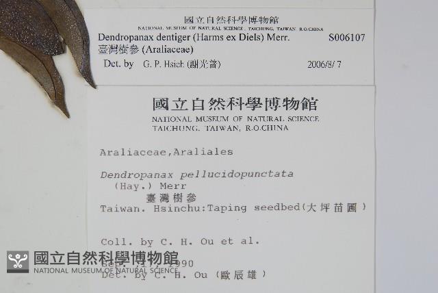 臺灣樹參藏品圖，第2張