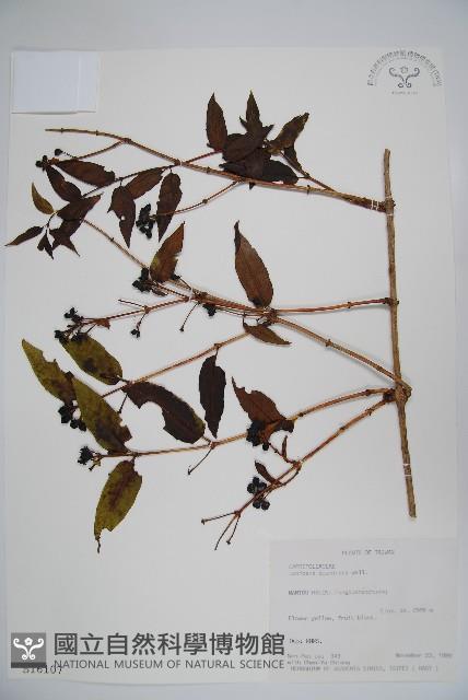 阿里山忍冬、漸尖葉忍冬藏品圖，第1張