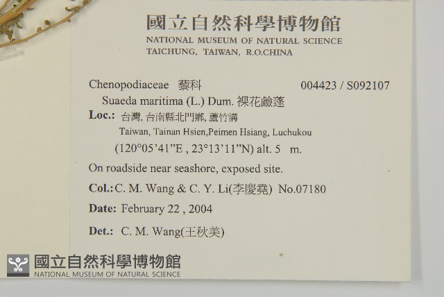 裸花鹼蓬藏品圖，第2張