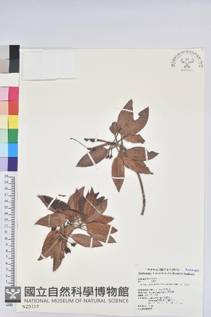 玉山杜鵑藏品圖，第1張