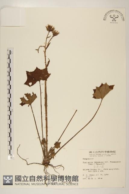 臺灣山菊藏品圖，第1張