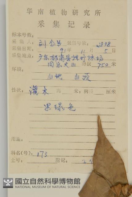 大丁黃藏品圖，第2張