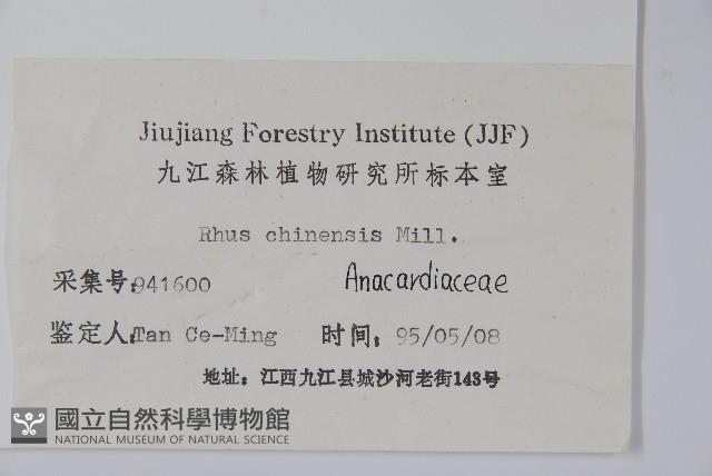 鹽膚木藏品圖，第2張