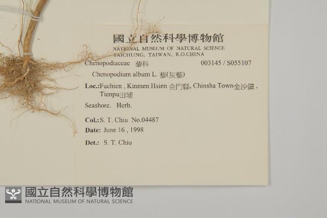 Pigweed,Lamb's quarters goosefoot Collection Image, Figure 2, Total 2 Figures