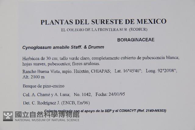 Chinese forget-me-not Collection Image, Figure 2, Total 2 Figures