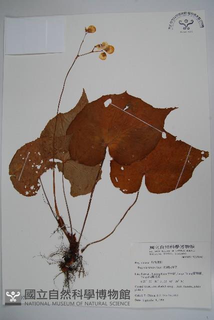 蘭嶼秋海棠藏品圖，第1張