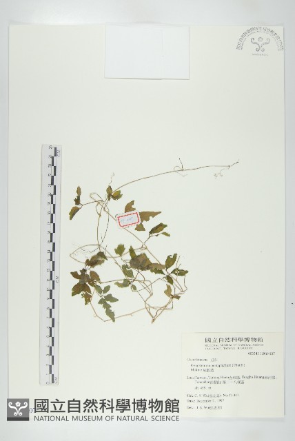 絞股藍藏品圖，第1張