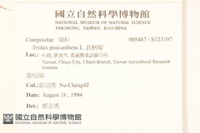 長柄菊藏品圖，第2張