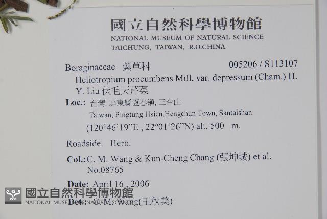 伏毛天芹菜藏品圖，第2張