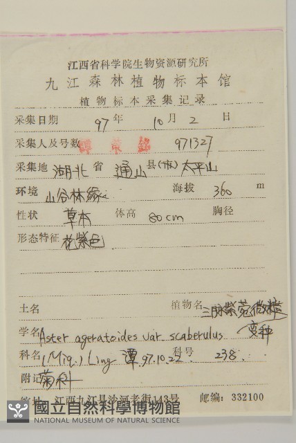 微糙三脈紫菀藏品圖，第2張