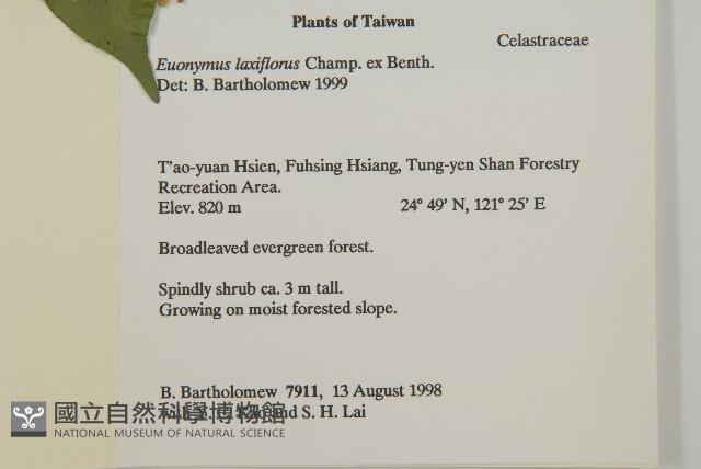 大丁黃藏品圖，第2張