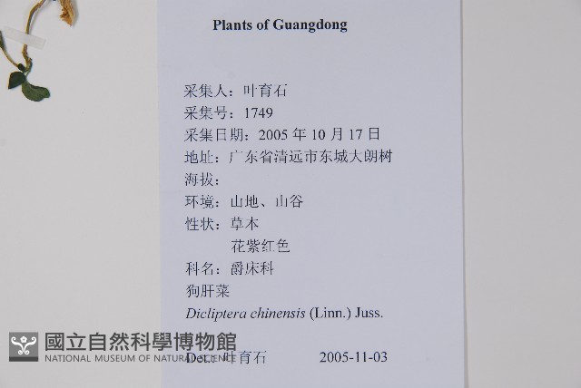 華九頭獅子草藏品圖，第2張