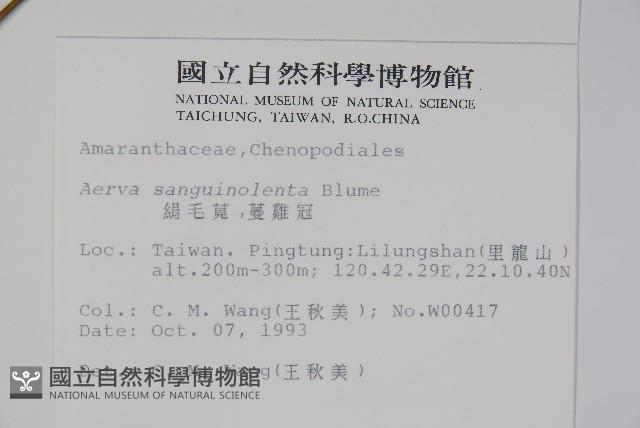 蔓雞冠、絹毛莧藏品圖，第2張