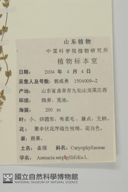 無心菜、鵝不食草藏品圖，第2張