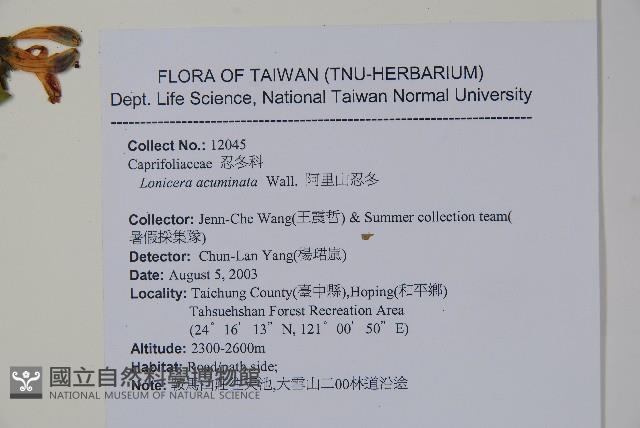 阿里山忍冬、漸尖葉忍冬藏品圖，第2張