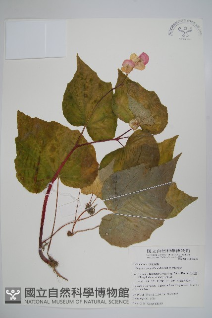 岩生秋海棠藏品圖，第4張