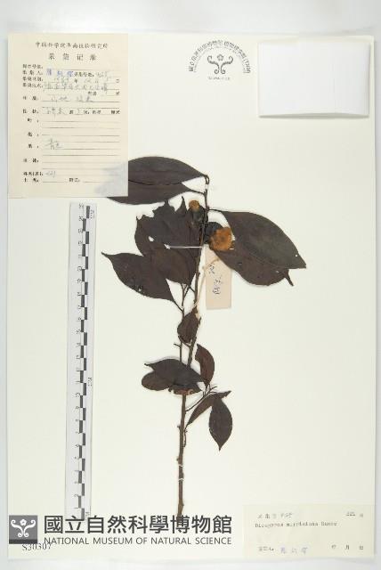 山紅柿藏品圖，第1張