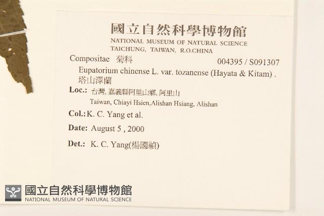 塔山澤蘭藏品圖，第2張