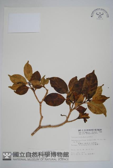 南洋馬蹄花藏品圖，第1張