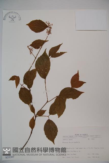 呂宋莢迷藏品圖，第1張