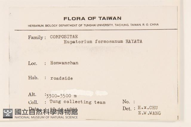 臺灣澤蘭藏品圖，第2張