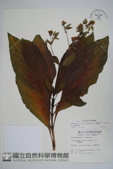 假酸漿藏品圖，第1張