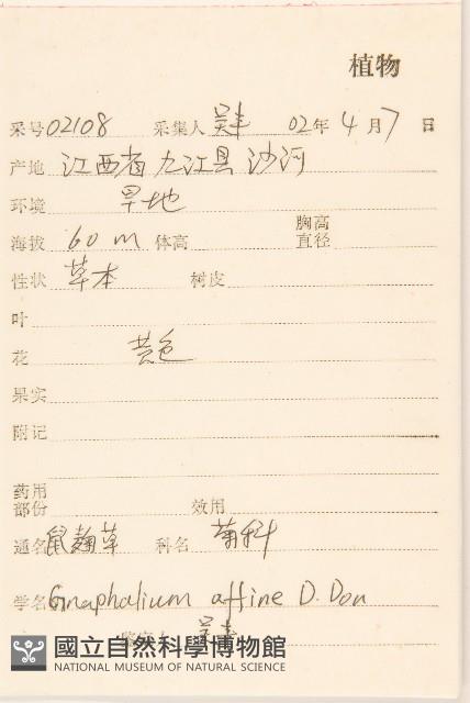 鼠麴草藏品圖，第2張