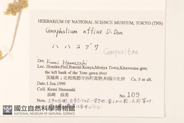 鼠麴草藏品圖，第2張