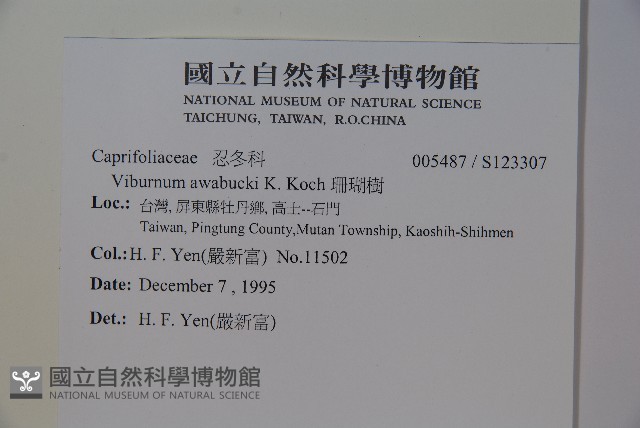 珊瑚樹藏品圖，第2張