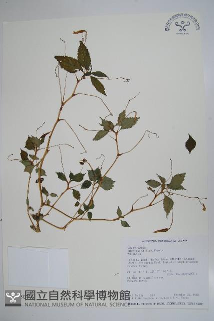 紫花鳳仙花藏品圖，第1張