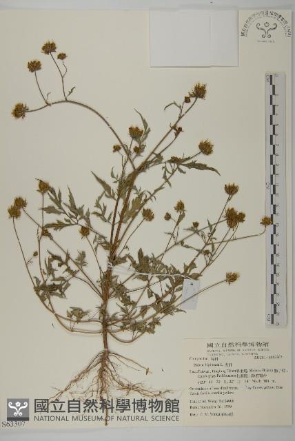 鬼針藏品圖，第1張