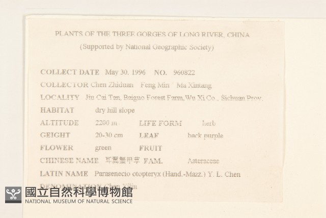 耳翼蟹甲草藏品圖，第2張
