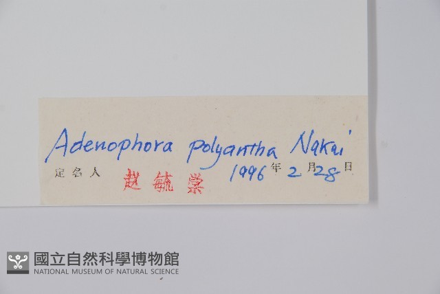 石沙參藏品圖，第2張