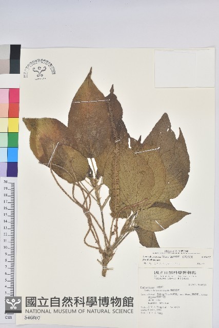 蘭嶼鐵莧、綠島鐵莧藏品圖，第1張