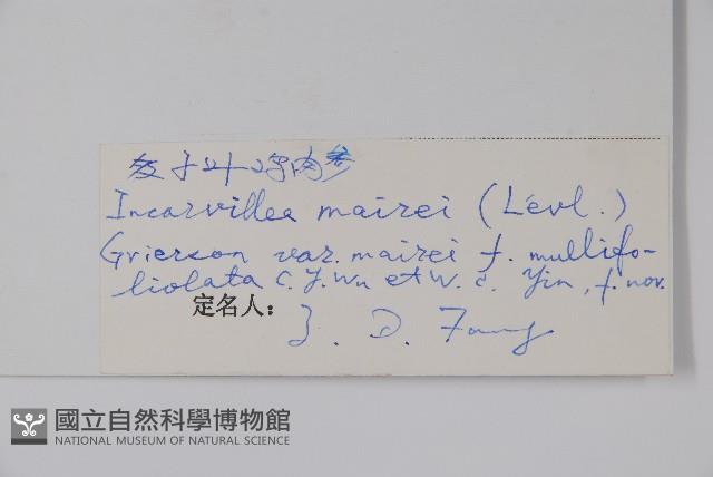 多小葉雞肉參藏品圖，第2張