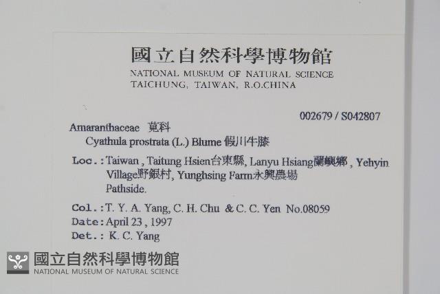 假川牛膝藏品圖，第2張