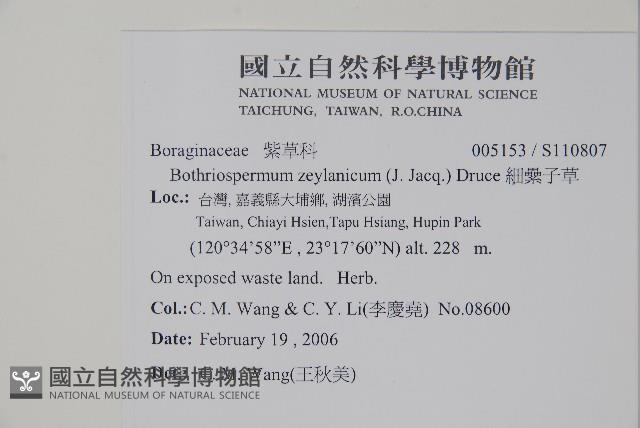 細纍子草藏品圖，第2張