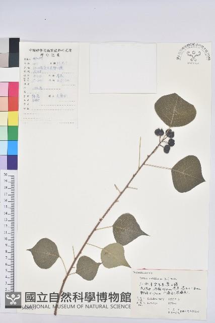 烏臼藏品圖，第1張