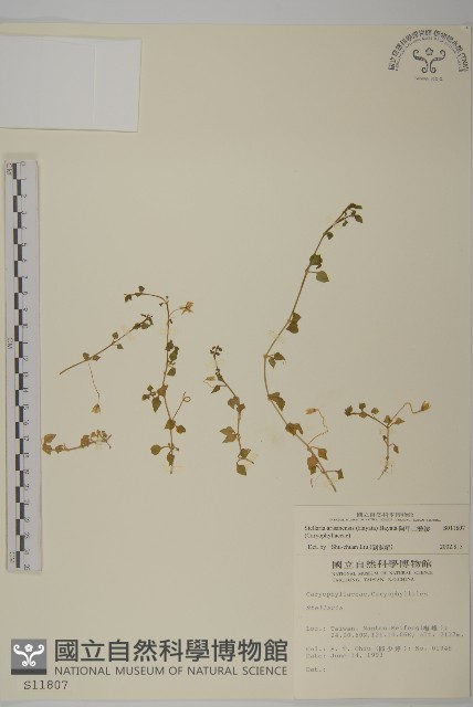 阿里山繁縷藏品圖，第1張