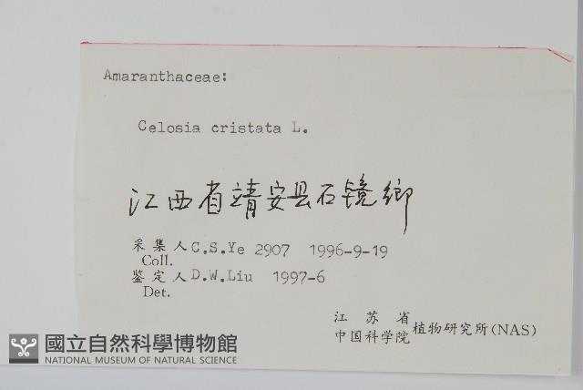 雞冠花藏品圖，第2張