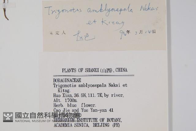 鈍萼附地菜藏品圖，第2張