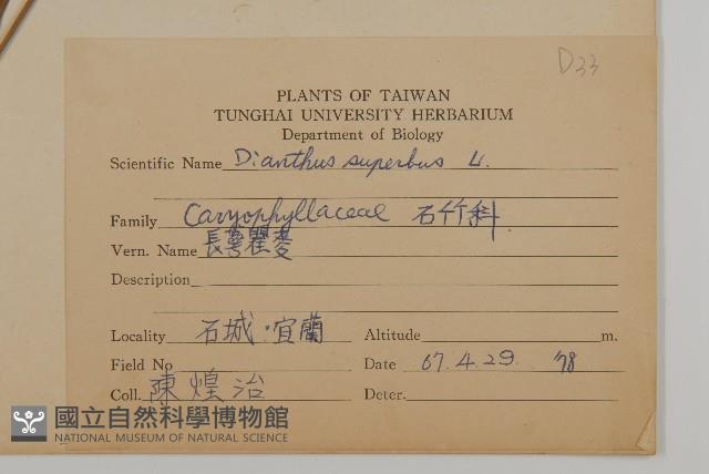 瞿麥藏品圖，第2張