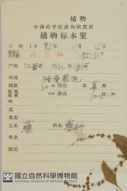 藜、灰藜藏品圖，第2張