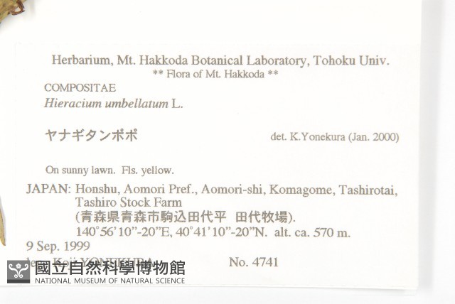 山柳菊藏品圖，第2張