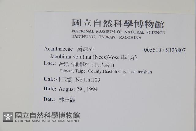 串心花藏品圖，第2張