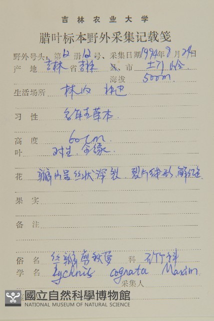 絲瓣剪秋籮藏品圖，第2張