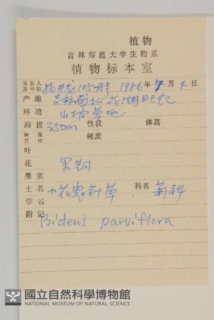 小花鬼針草藏品圖，第2張
